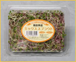 ~bNXXvEg̎ʐ^